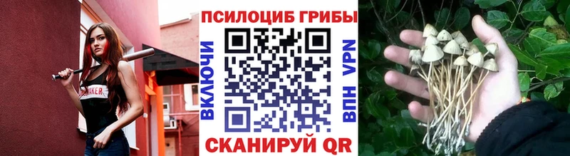 Псилоцибиновые грибы мицелий Новодвинск